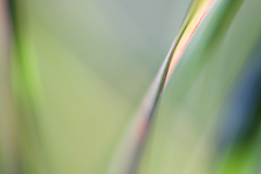 Impressionist-grasses