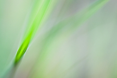 Impressionist-grasses