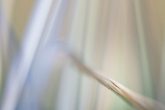 Impressionist-grasses