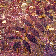 WJ0A6927