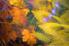 TRANSFORMATION - FRPS